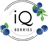 IQBerries